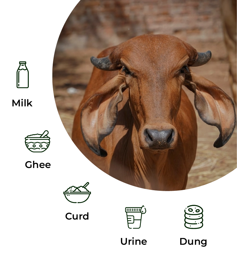 Navmool Organic Farms Gir Cow
